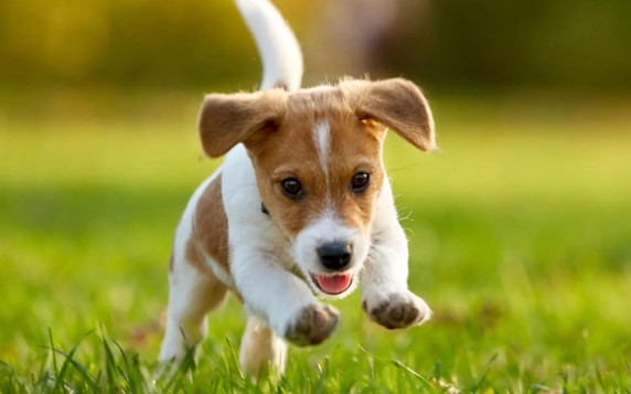 10 Best Top Dog Training Treats for Successful Training and a Happy Pup