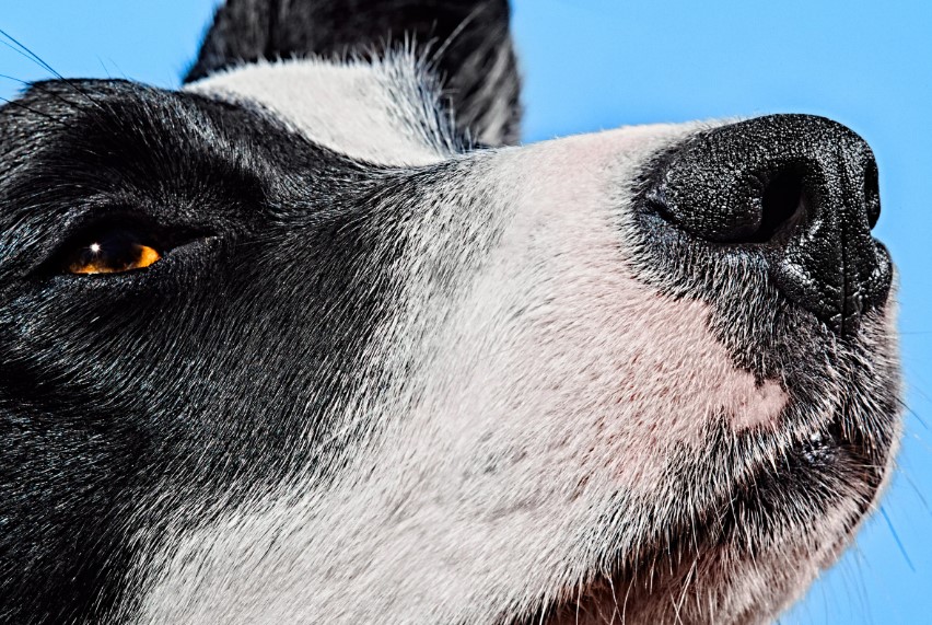 Banish the Odor: Expert Tips on How to Get Rid of Dog Smell